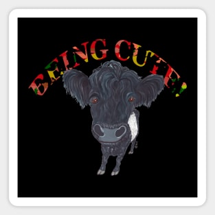 BELTED GALLOWAY BEING CUTE Magnet